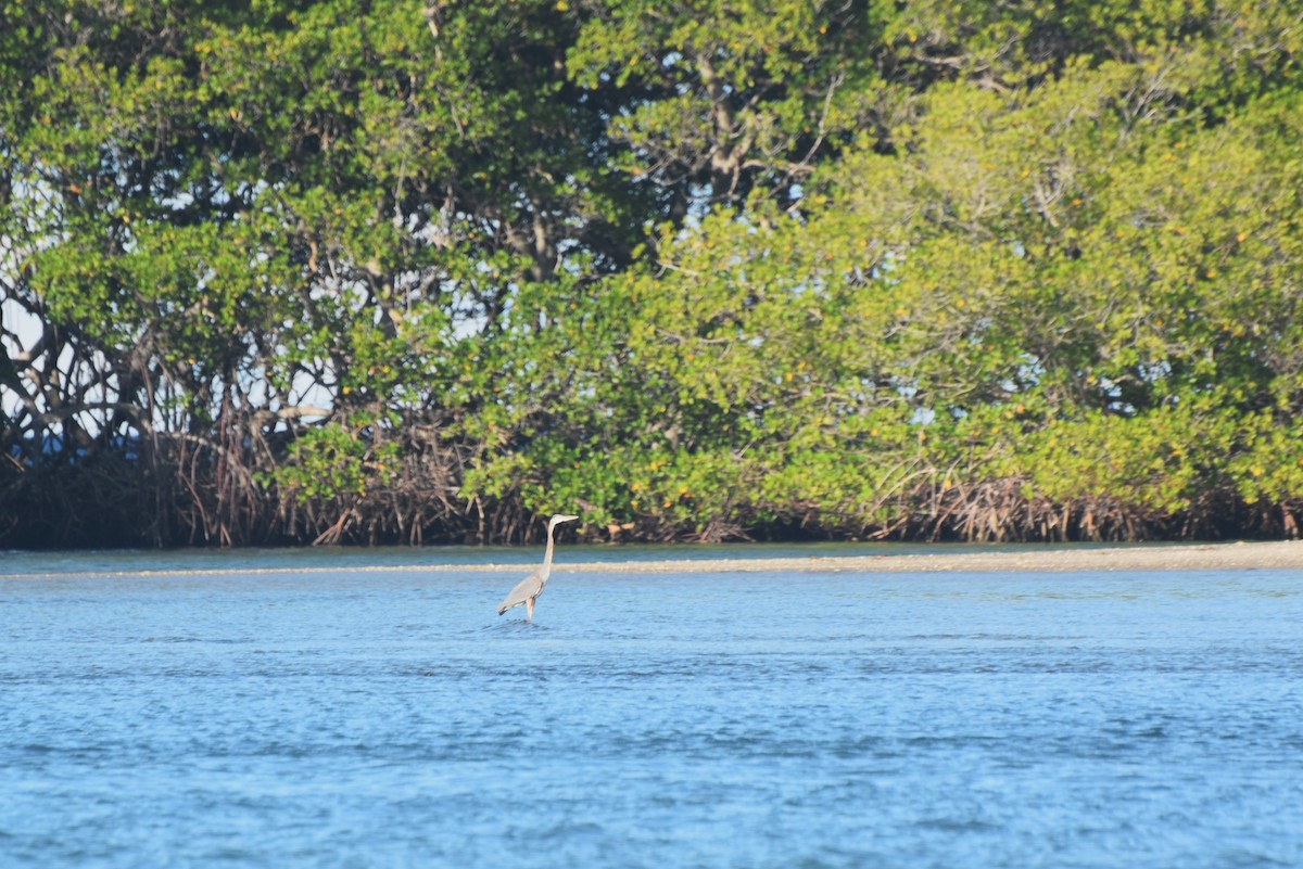 Great Blue Heron - ML646425208
