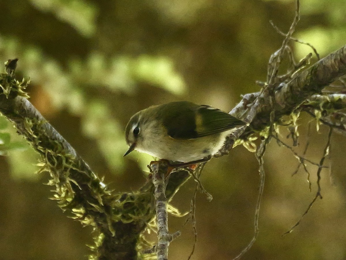 Rifleman - ML646425209