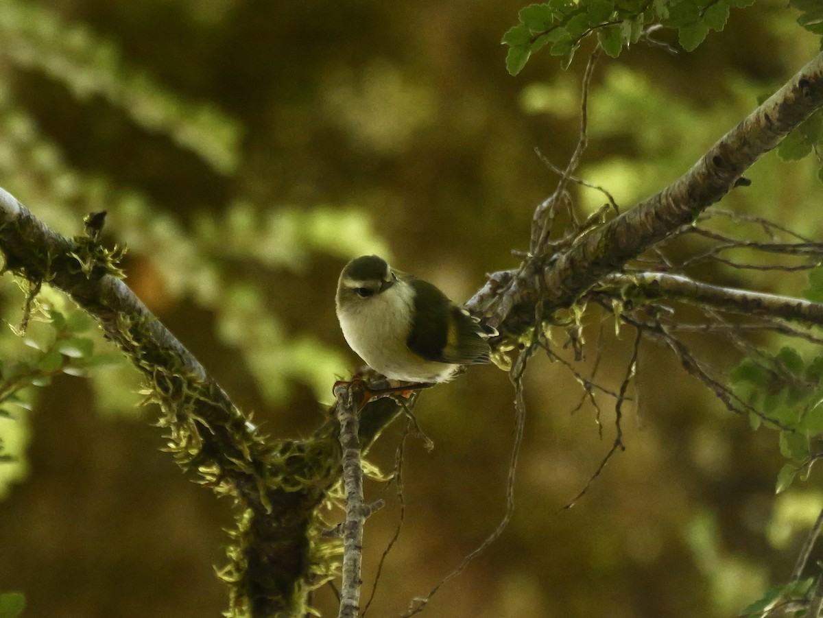 Rifleman - ML646425210