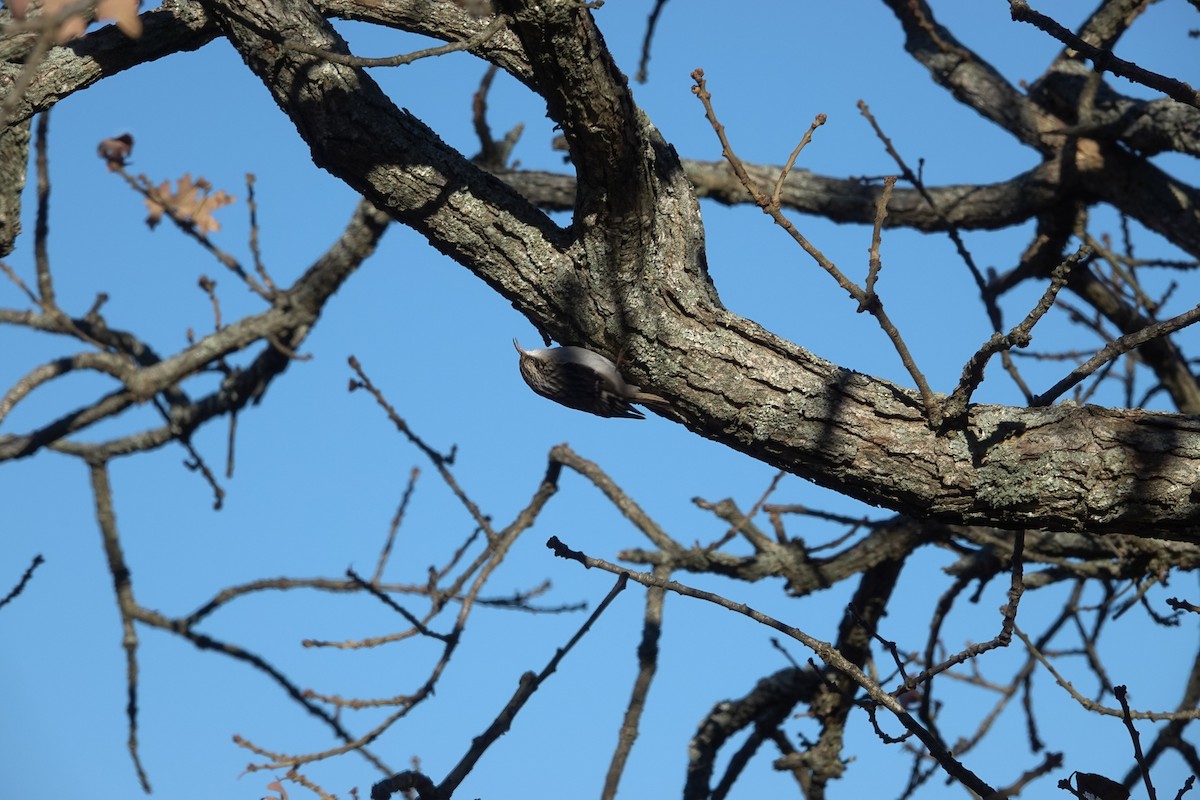 Brown Creeper - ML646425214