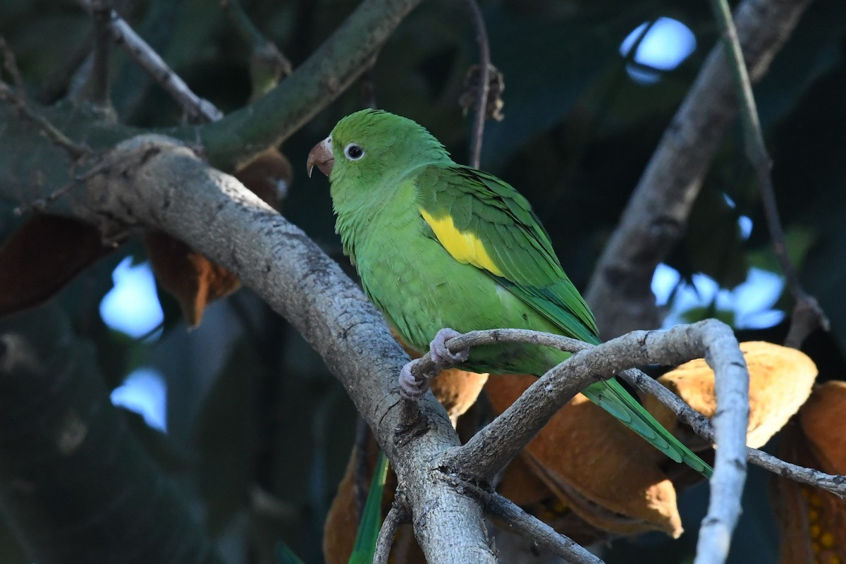 Yellow-chevroned Parakeet - ML646425216