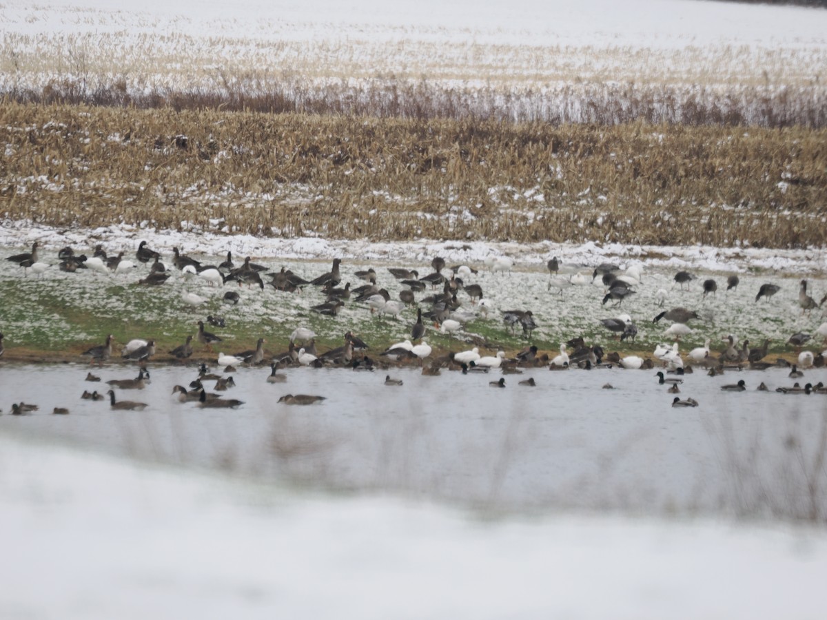 Greater White-fronted Goose - ML646425217