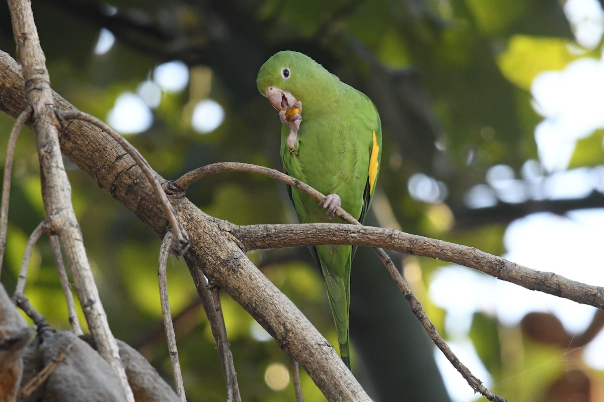 Yellow-chevroned Parakeet - ML646425218