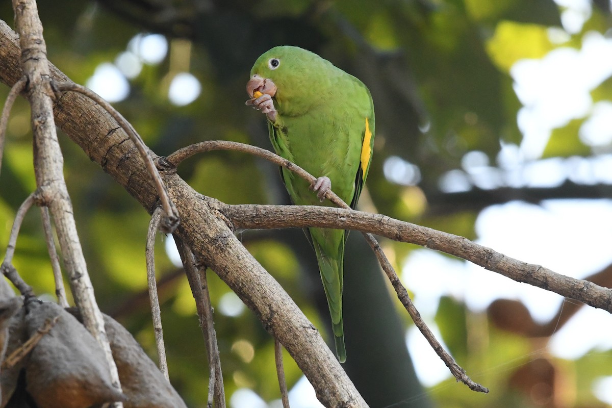 Yellow-chevroned Parakeet - ML646425221