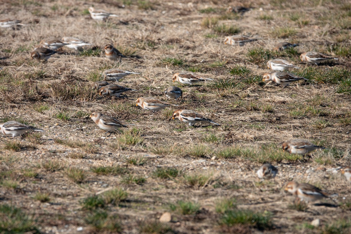 Snow Bunting - ML646425224