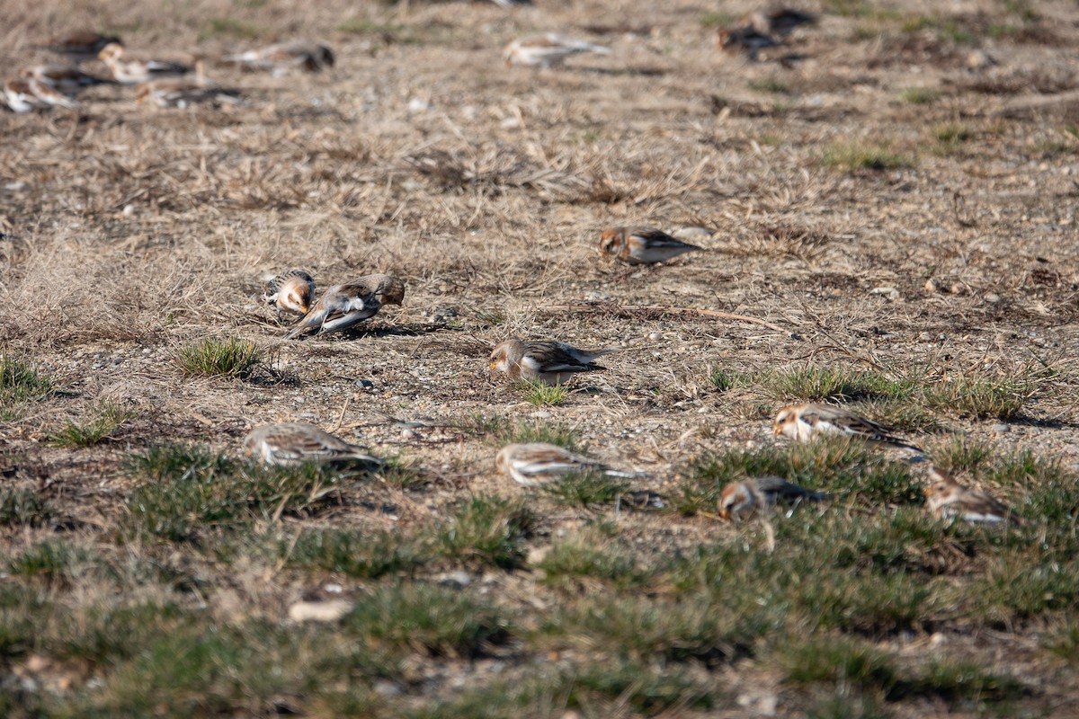 Snow Bunting - ML646425225