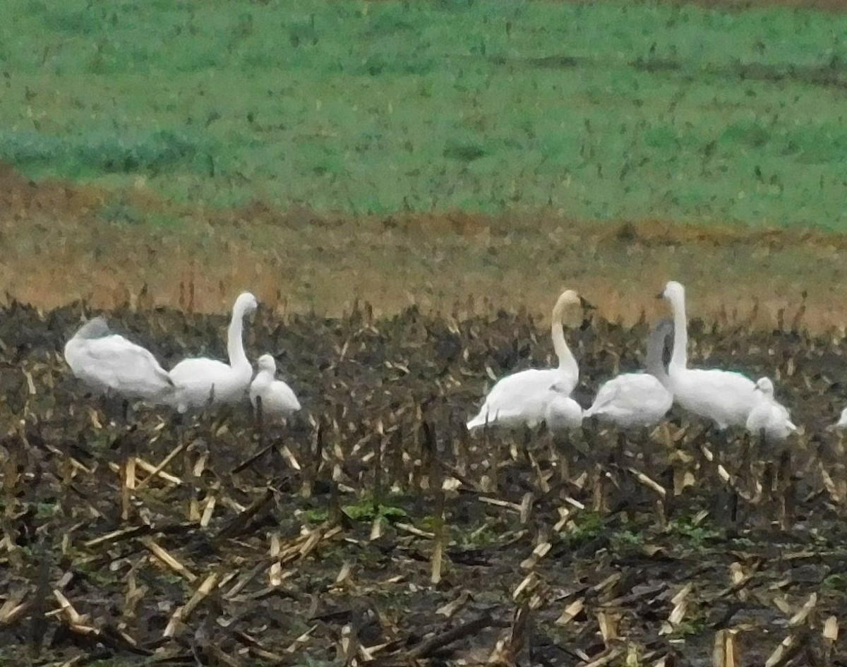 Cygne siffleur - ML646425227