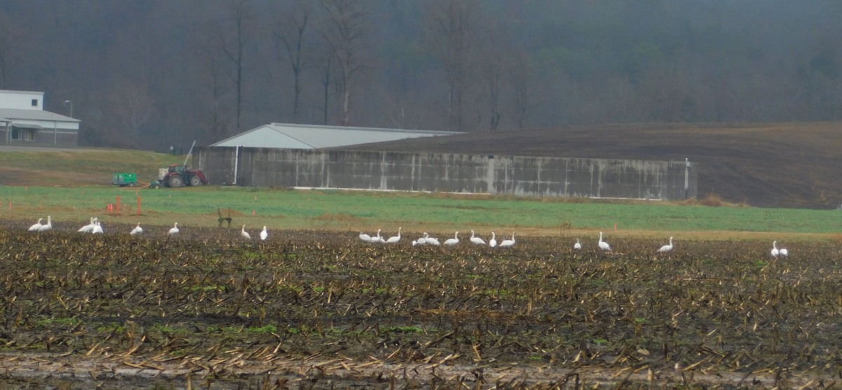 Cygne siffleur - ML646425228