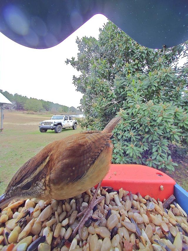 Carolina Wren - ML646425232
