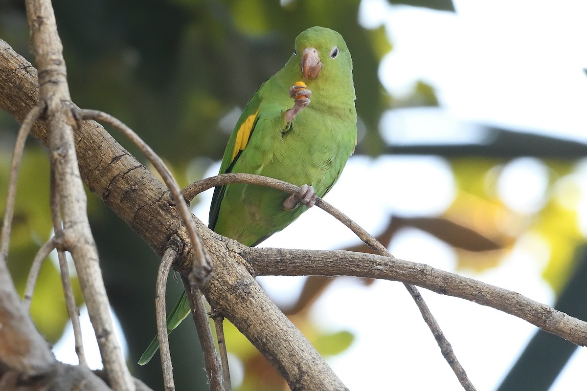 Yellow-chevroned Parakeet - ML646425233