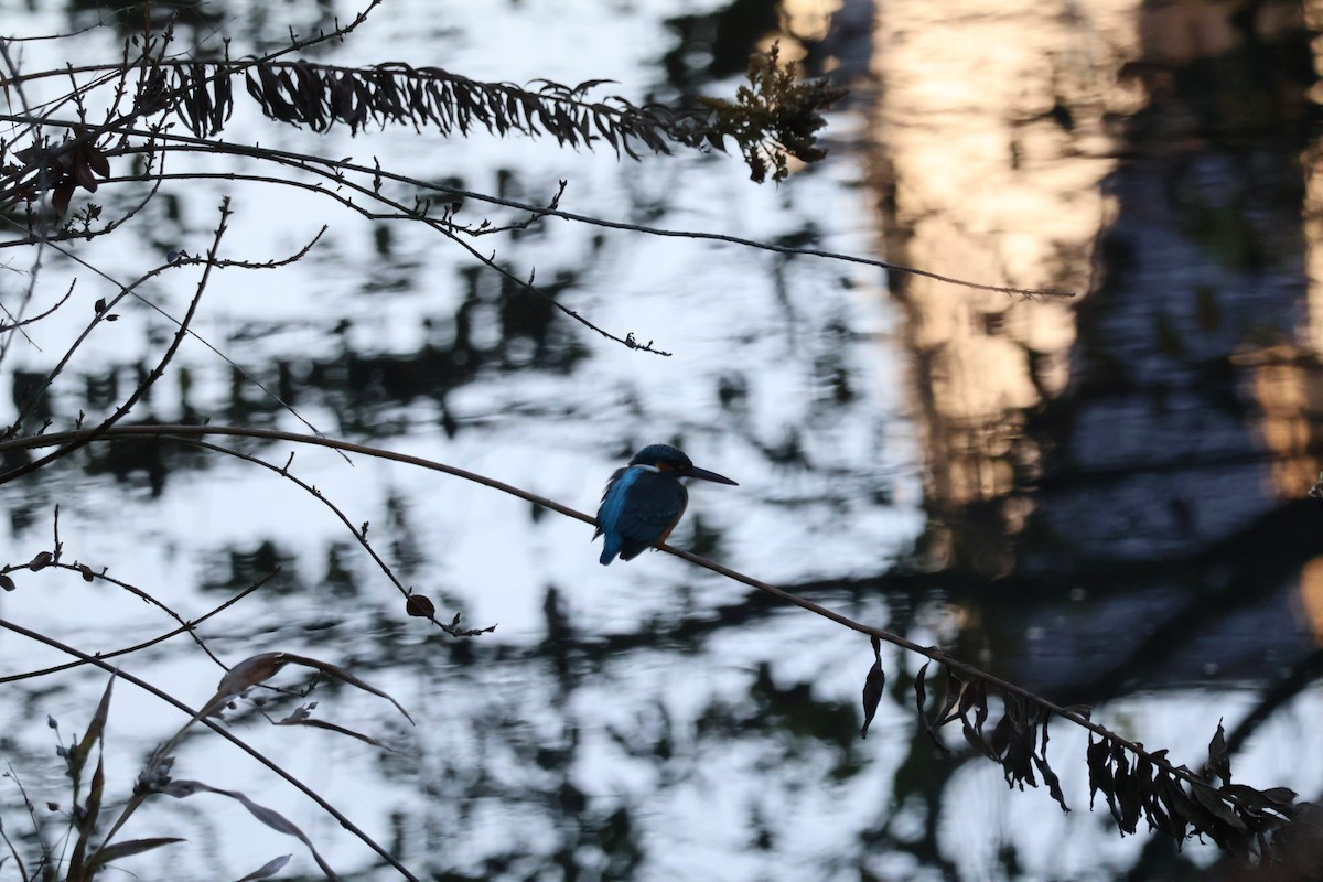 翠鳥 - ML646425234