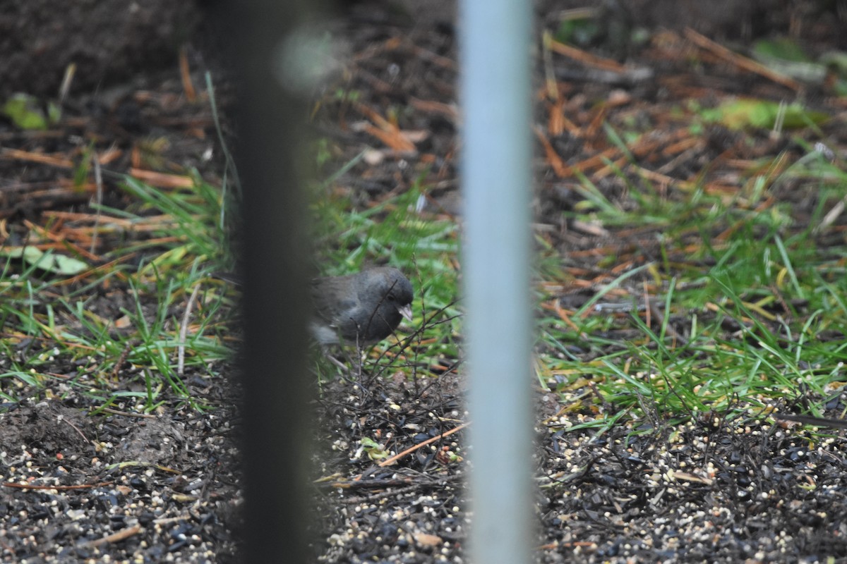 Dark-eyed Junco (cismontanus) - ML646425235