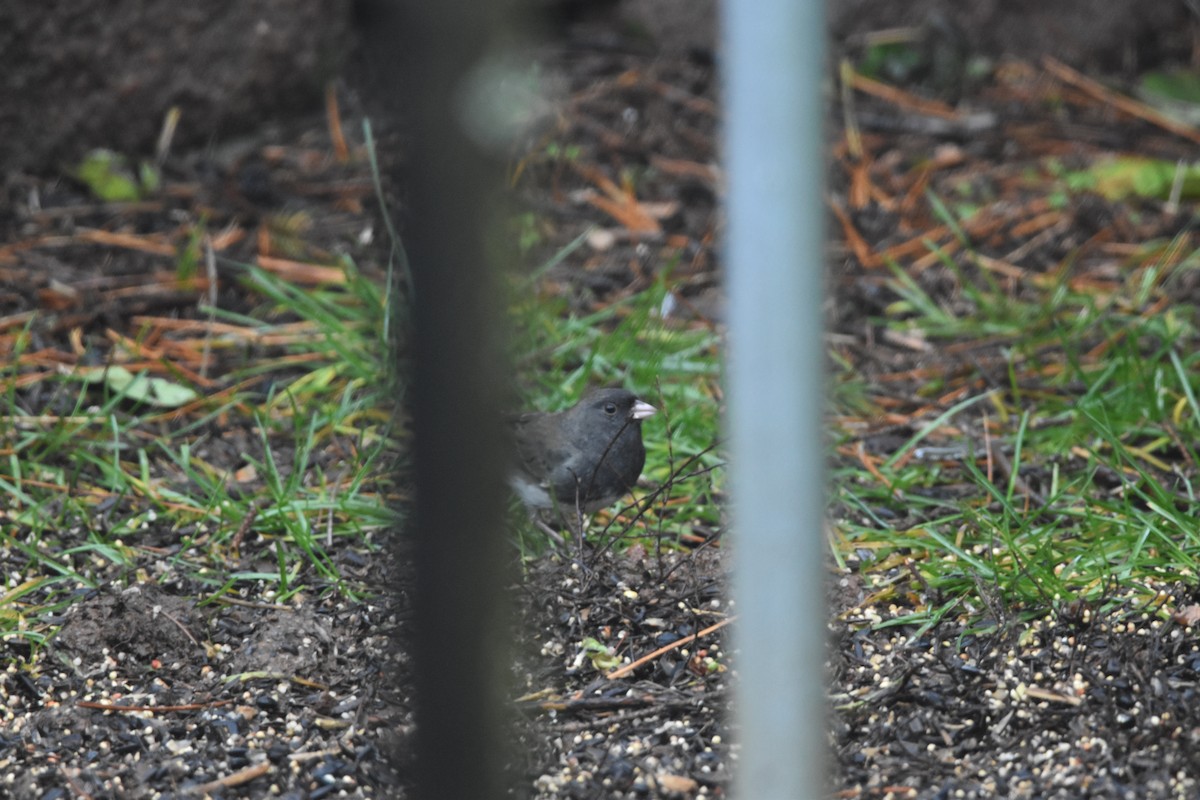 Dark-eyed Junco (cismontanus) - ML646425239