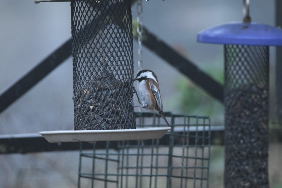 Chestnut-backed Chickadee - ML646425243