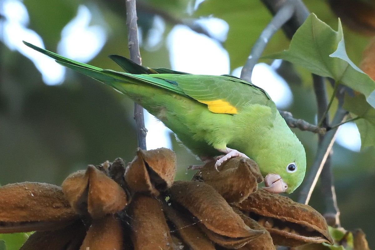 Yellow-chevroned Parakeet - ML646425244