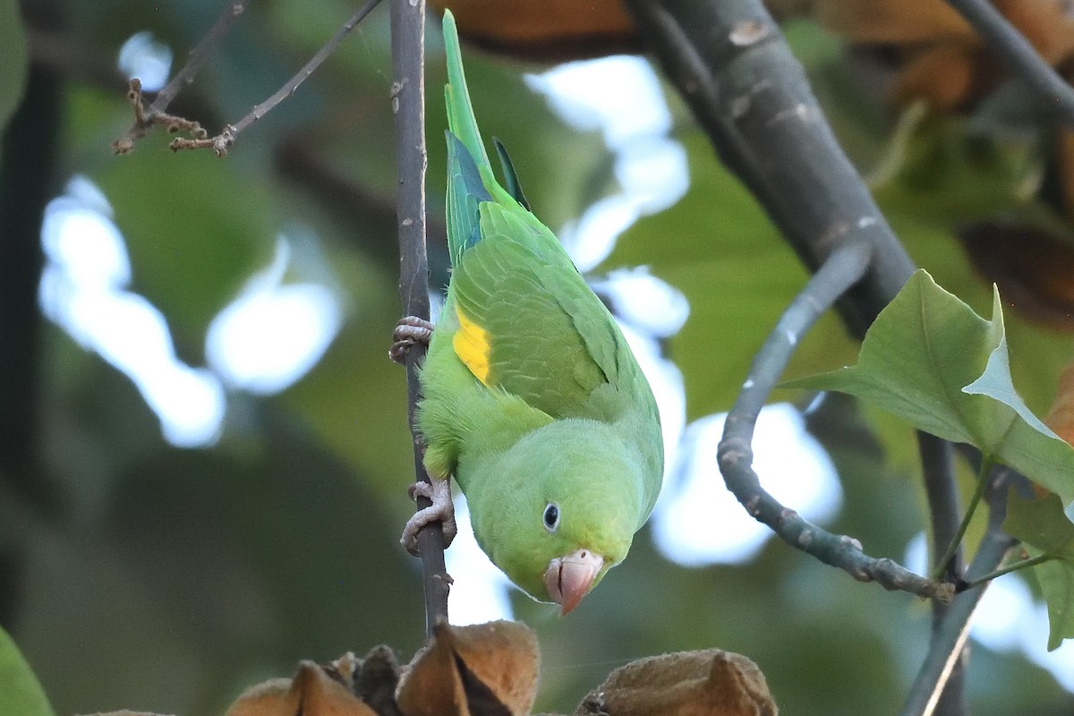Yellow-chevroned Parakeet - ML646425246