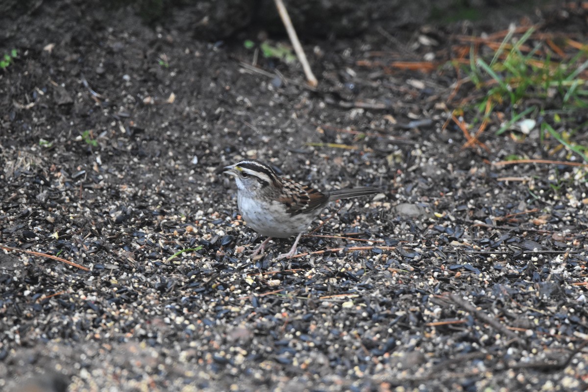 Bruant à gorge blanche - ML646425247