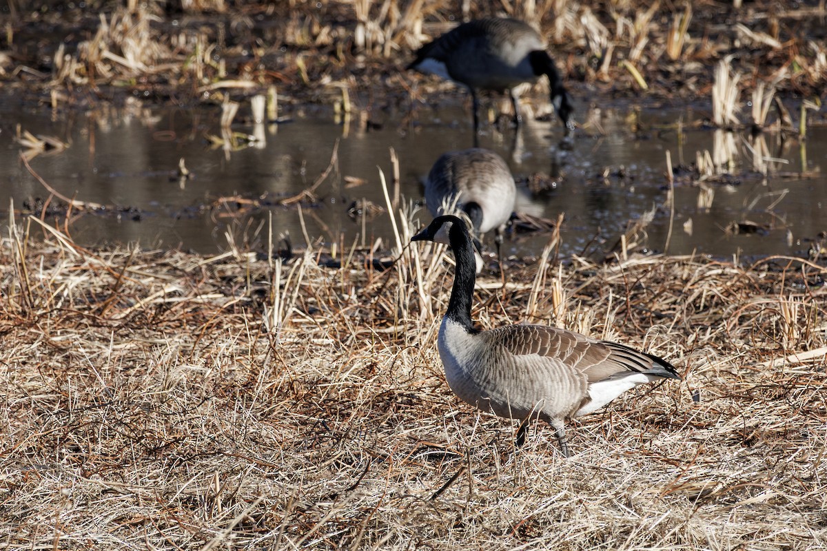 Canada Goose - ML646425248