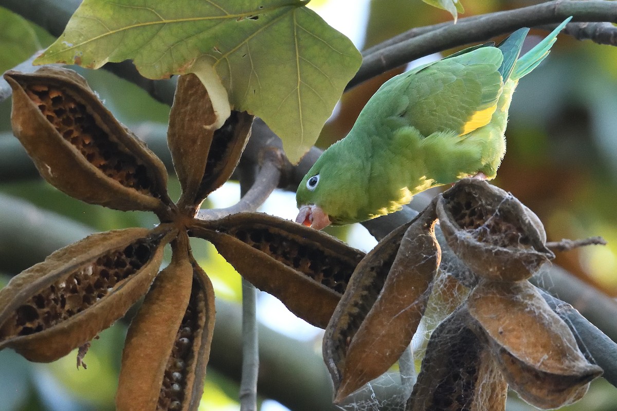 Yellow-chevroned Parakeet - ML646425249