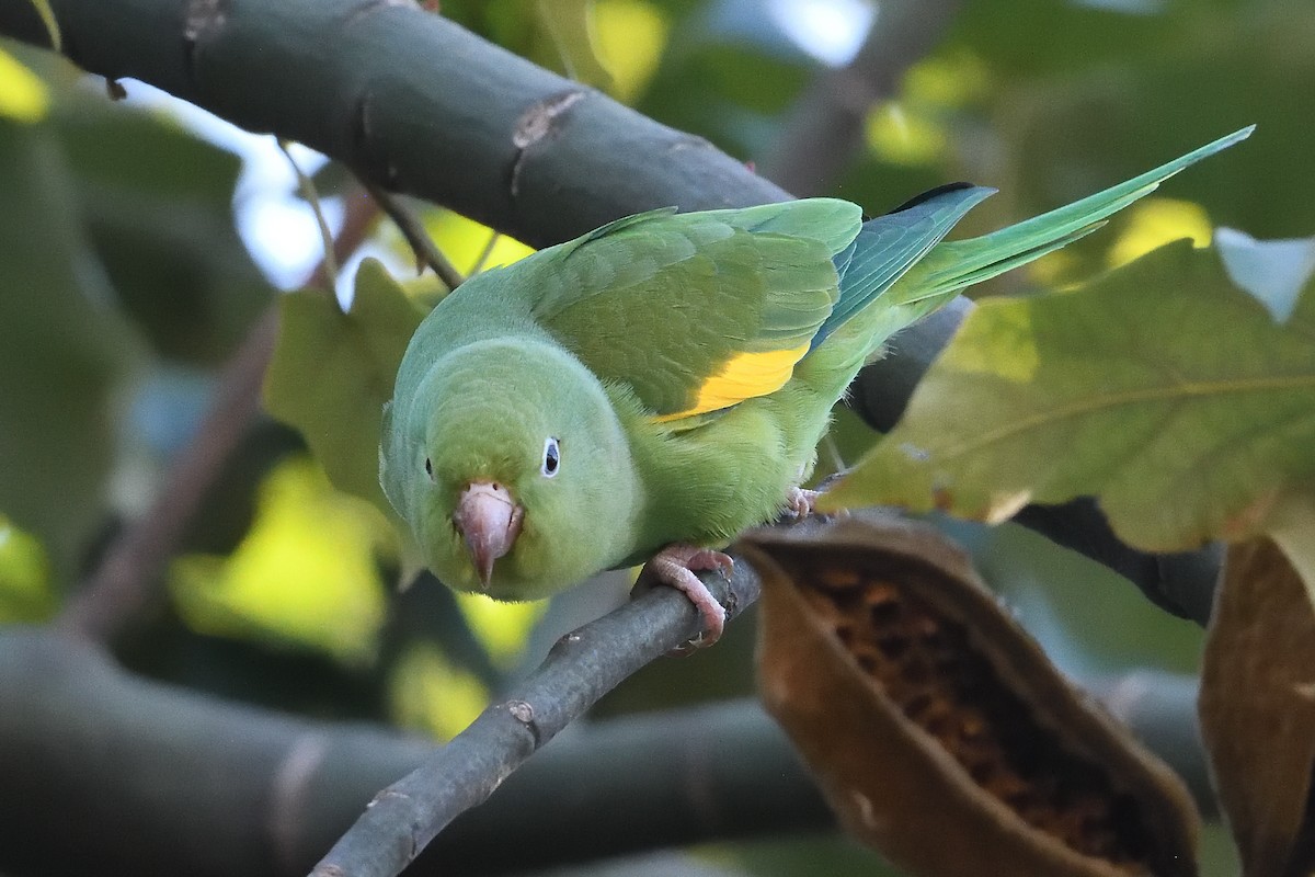 Toui à ailes jaunes - ML646425250
