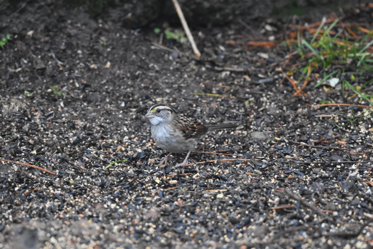 Bruant à gorge blanche - ML646425251