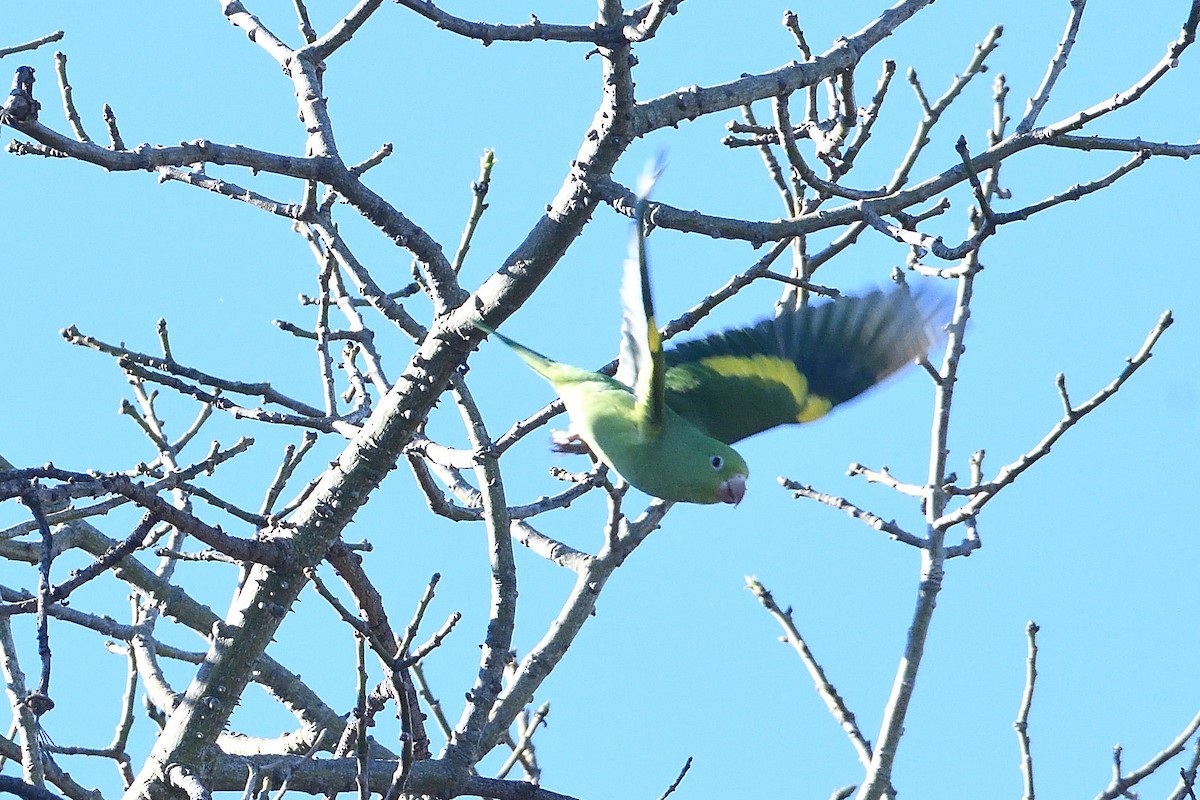 Toui à ailes jaunes - ML646425252