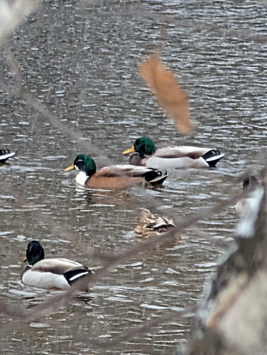 Canard colvert (forme domestique) - ML646425253