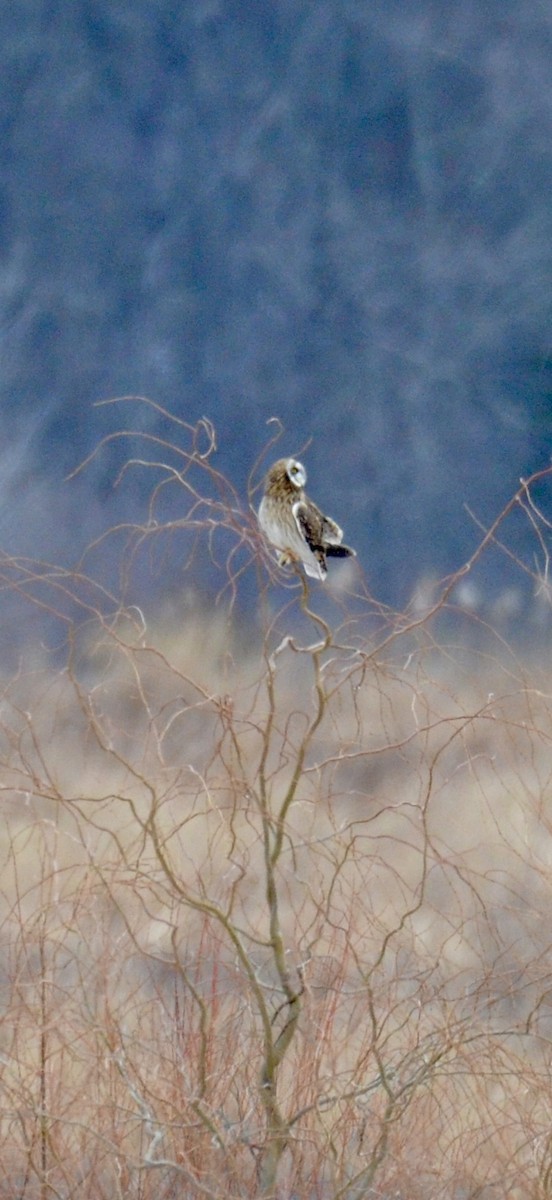 Hibou des marais - ML646425257