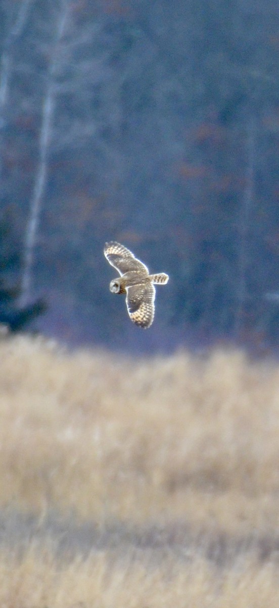 Hibou des marais - ML646425258