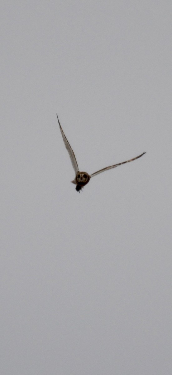 Hibou des marais - ML646425259