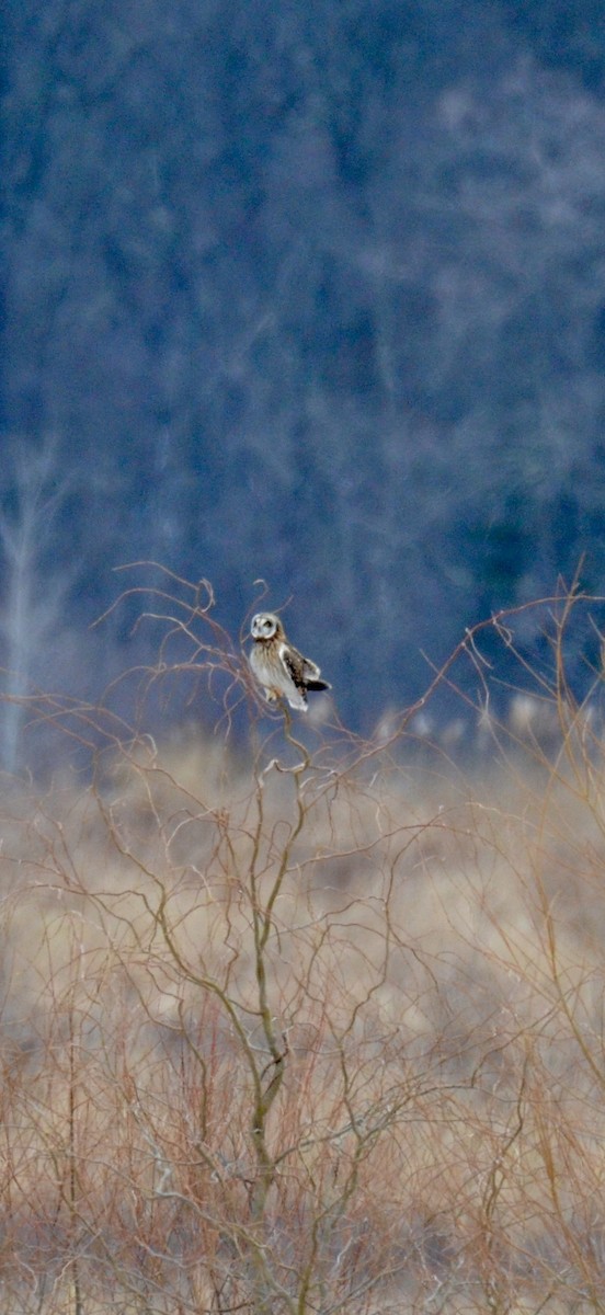 Hibou des marais - ML646425260