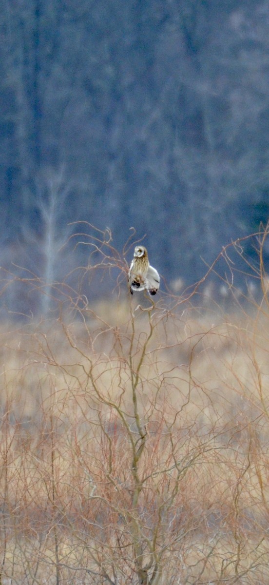 Hibou des marais - ML646425263