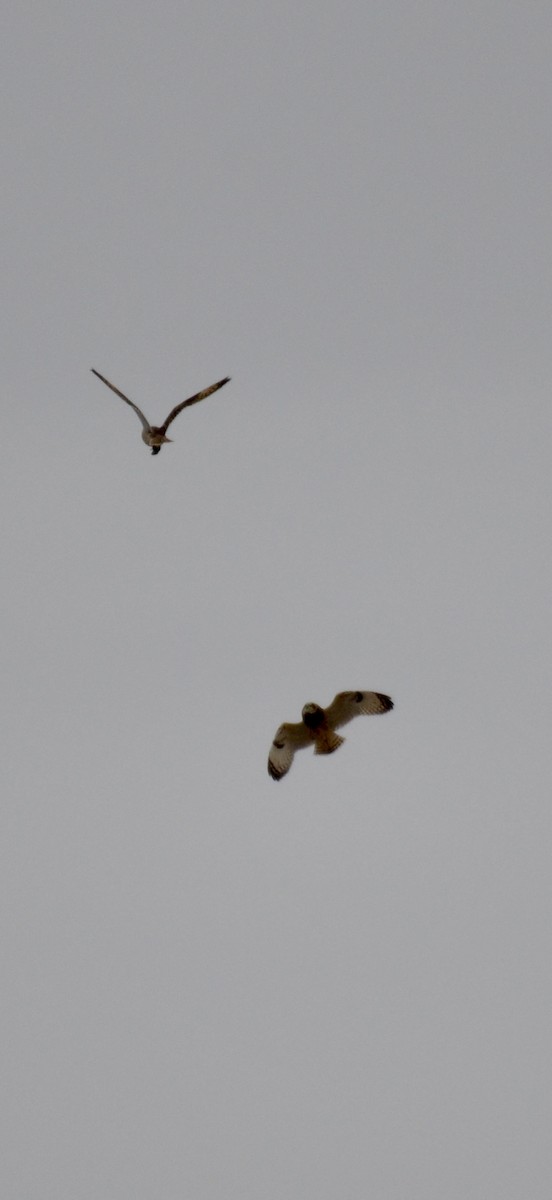 Hibou des marais - ML646425264