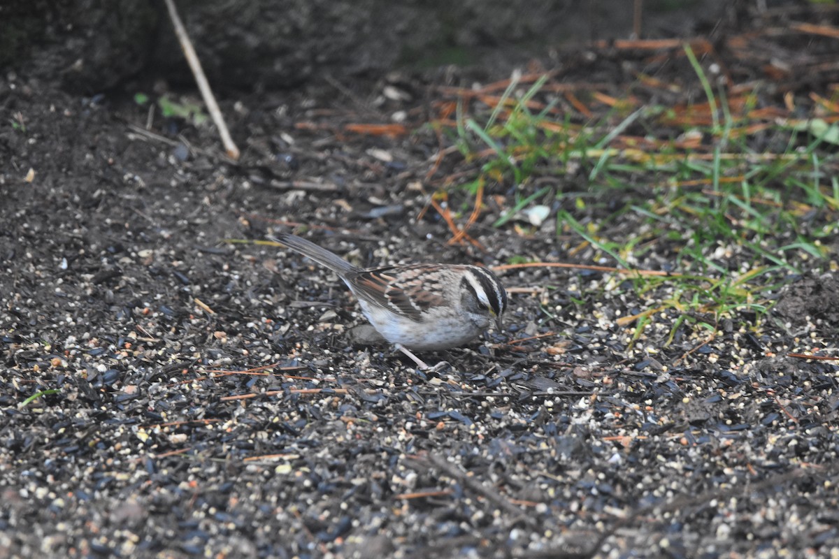 Bruant à gorge blanche - ML646425265