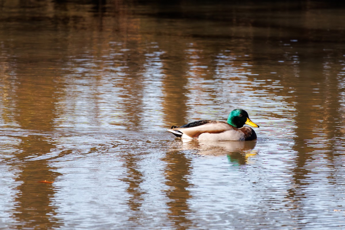 Canard colvert - ML646425266
