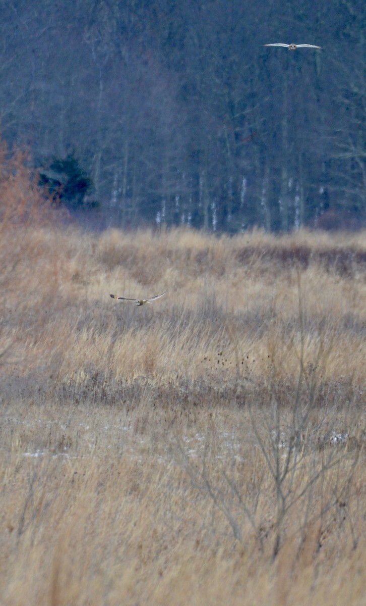 Hibou des marais - ML646425267