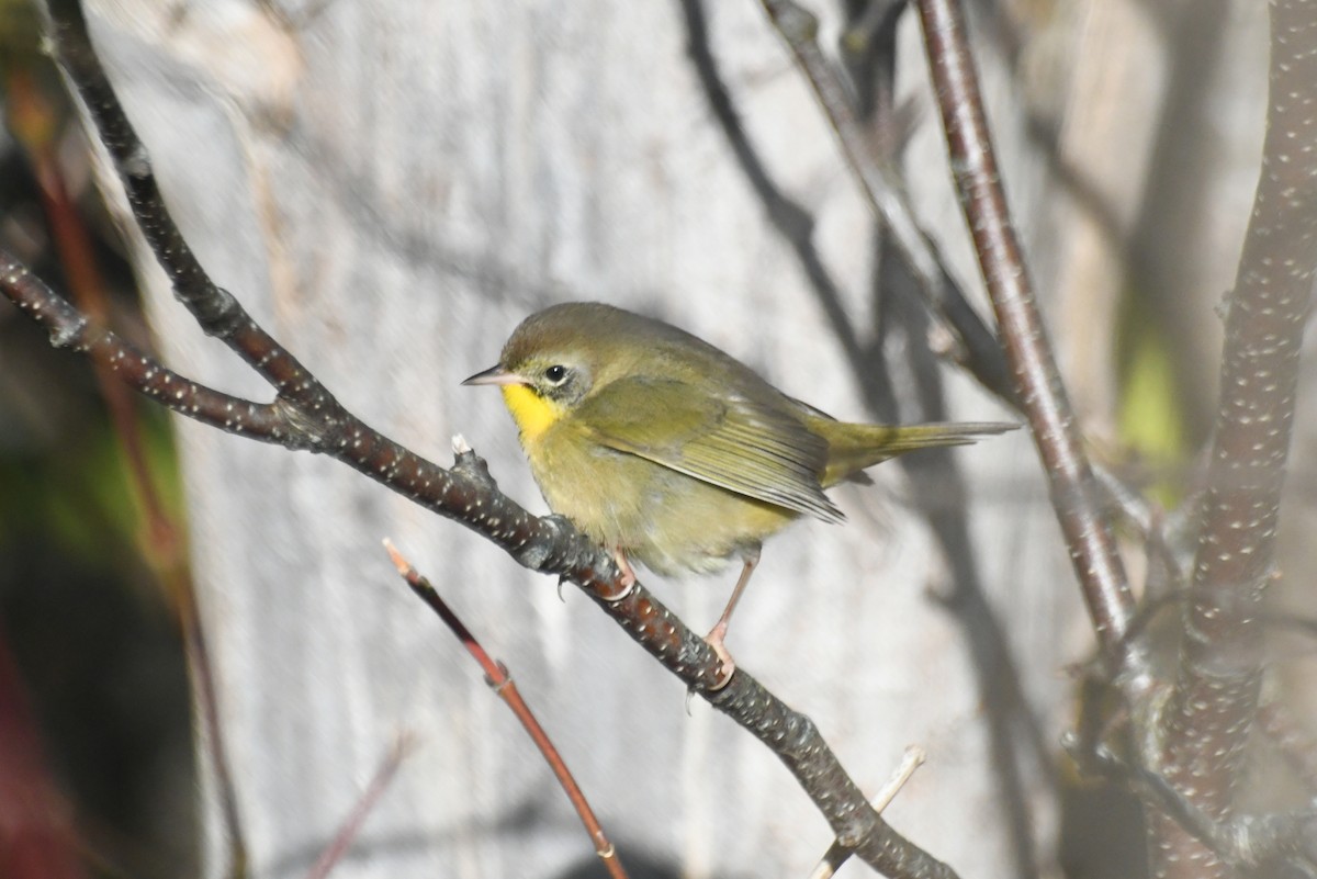 Paruline masquée - ML646425268
