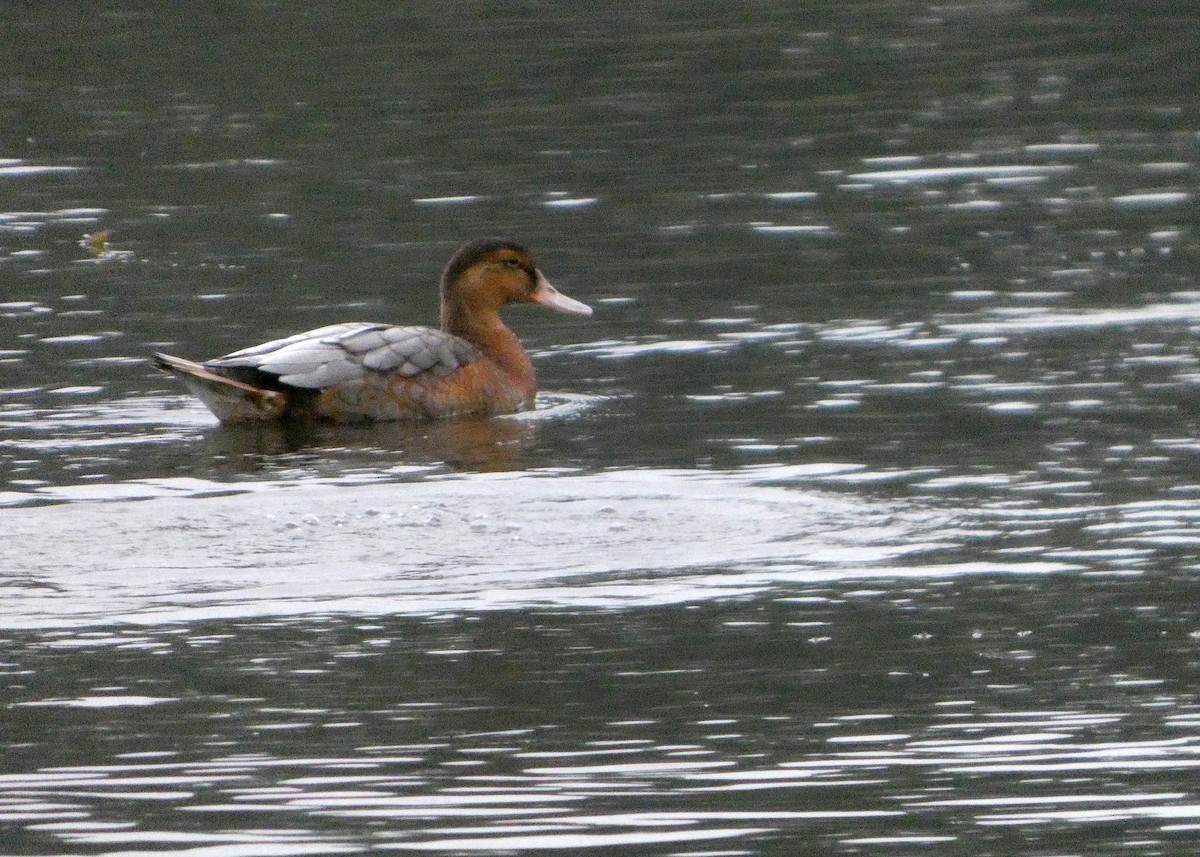Canard colvert (forme domestique) - ML646425269
