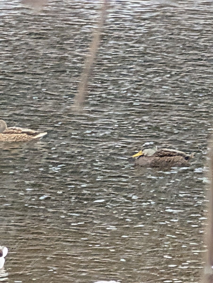 Canard noir - ML646425270