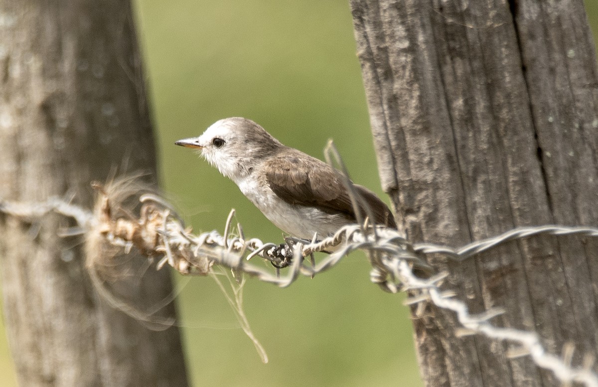 Moucherolle à tête blanche - ML646425271