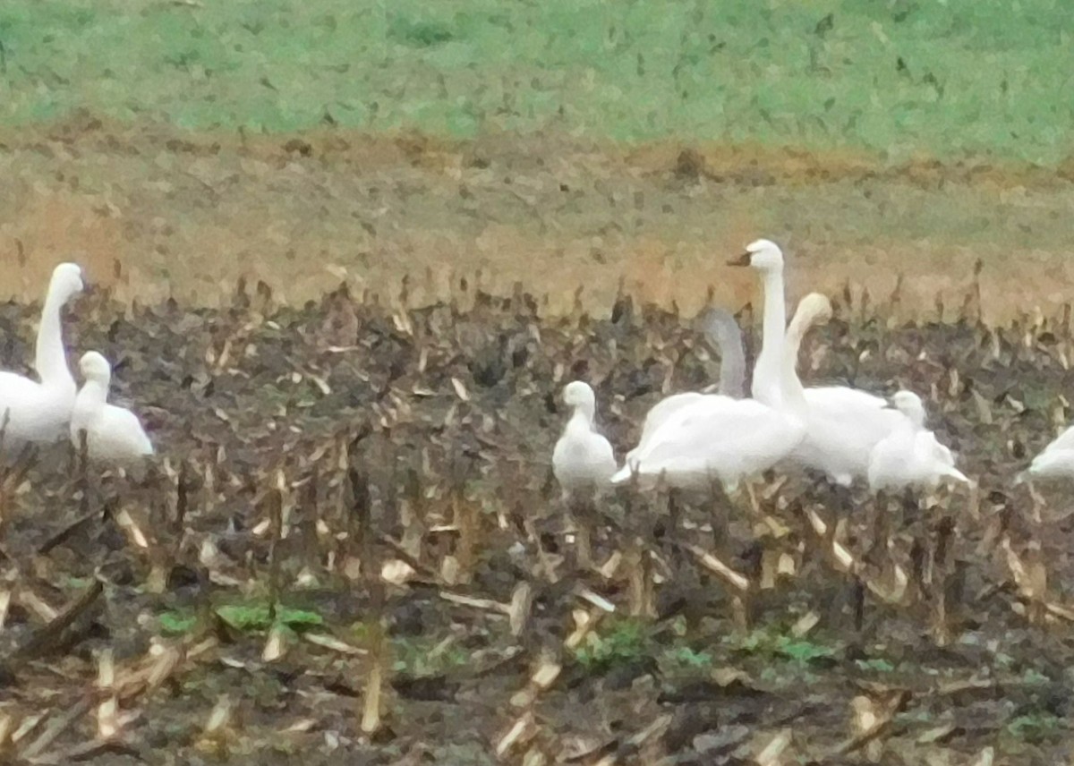 Oie de Ross - ML646425273