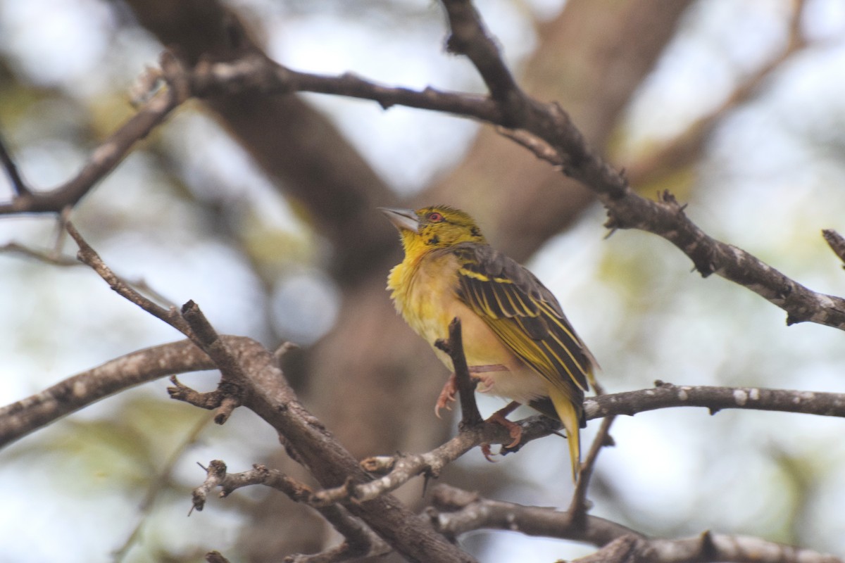 Tisserin gendarme - ML646425275