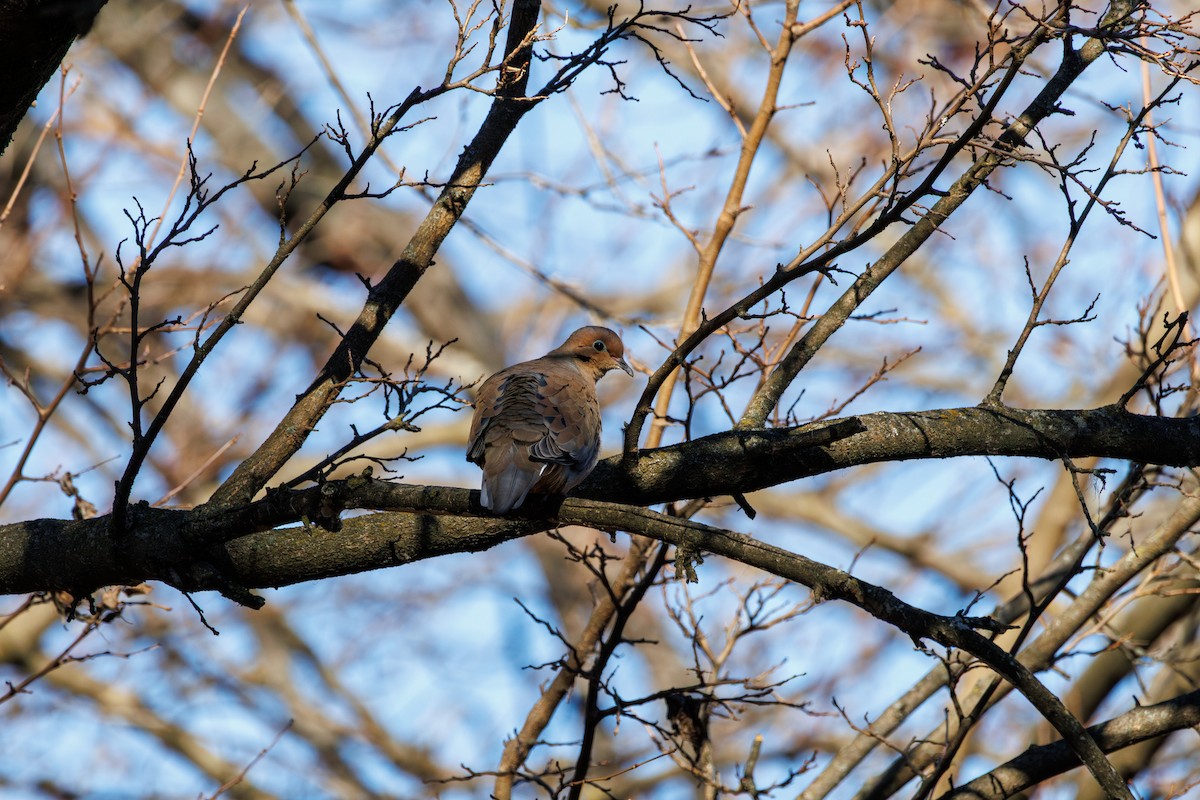 Tourterelle triste - ML646425276