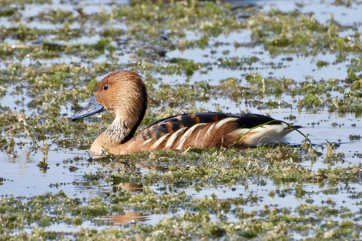 Dendrocygne fauve - ML646425277