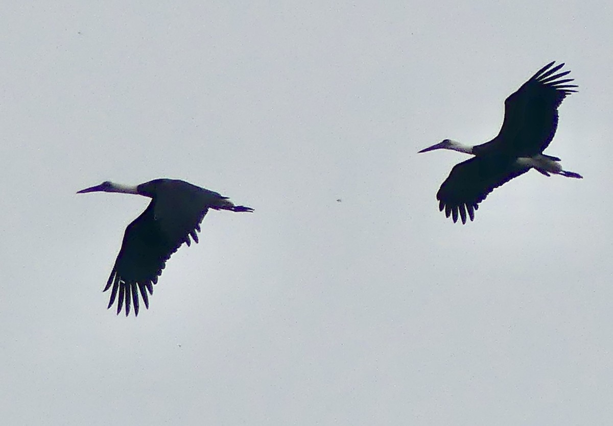 Ibis hagedash - ML646425280