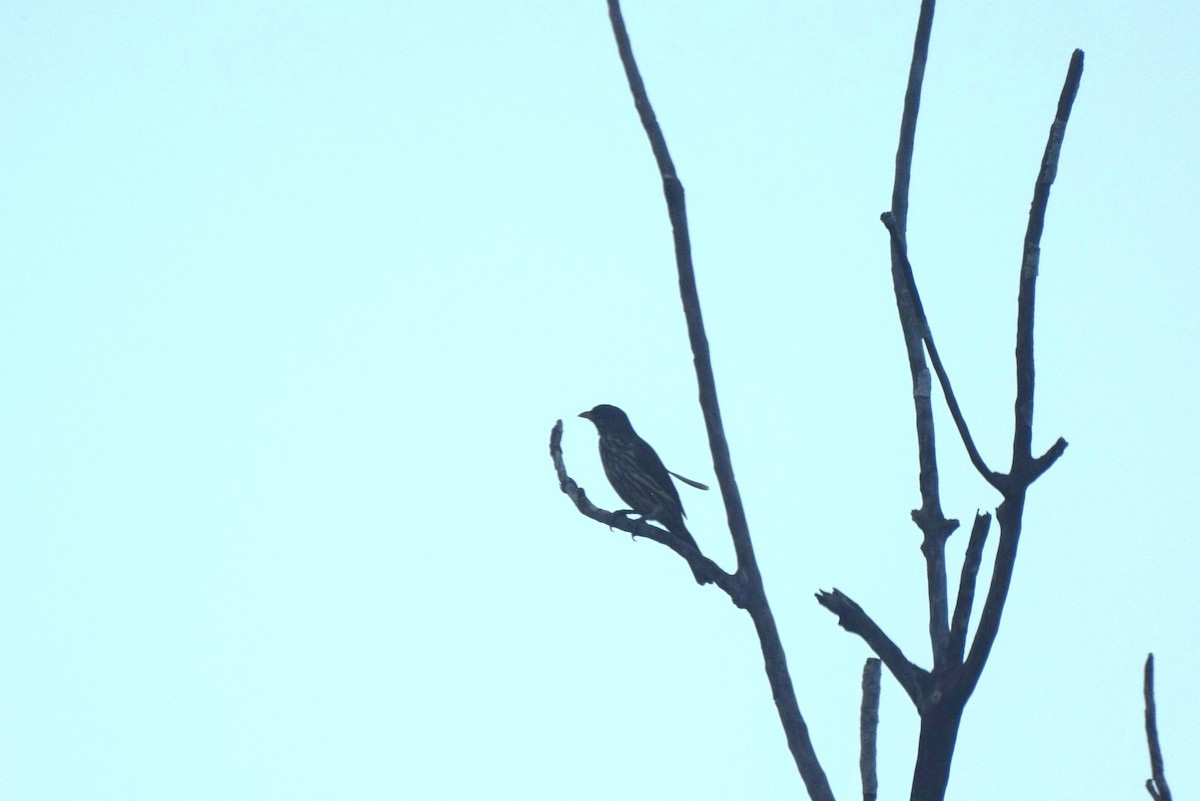 Esclave palmiste - ML646425281