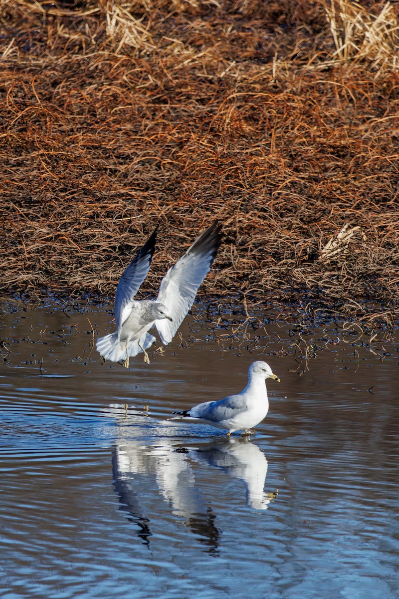 Goéland à bec cerclé - ML646425283