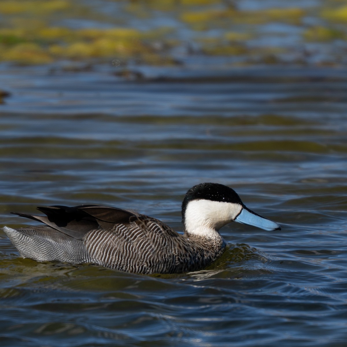 čírka punová - ML646425284