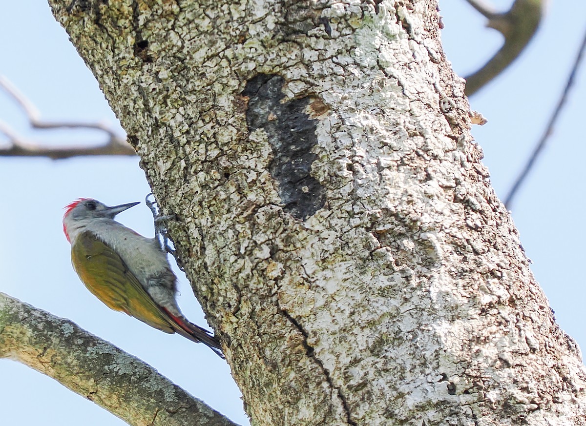 Mountain Gray Woodpecker - ML646425285