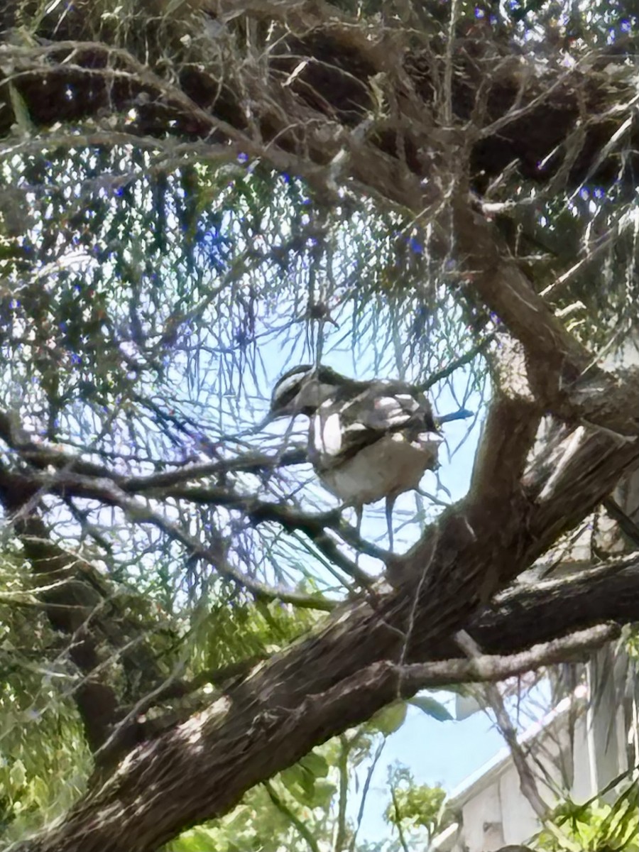 Magpie-lark - ML646425286